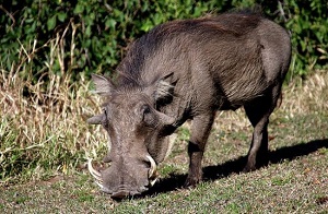 boar.jpg